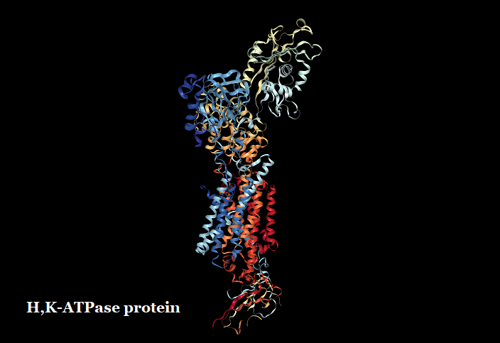 H,K-ATPase protein